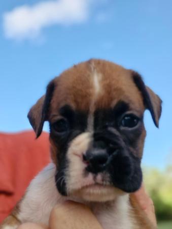 Boxer puppy for sale by MCBOXA
