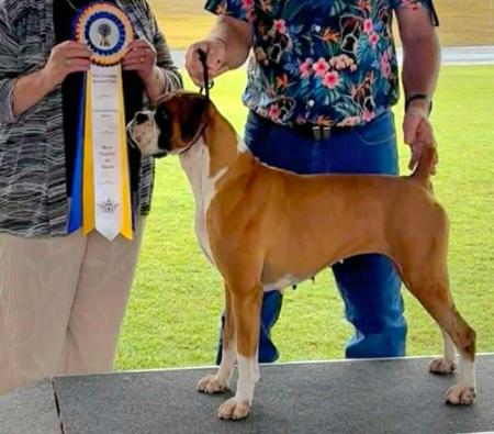 Boxer puppy for sale by MCBOXA