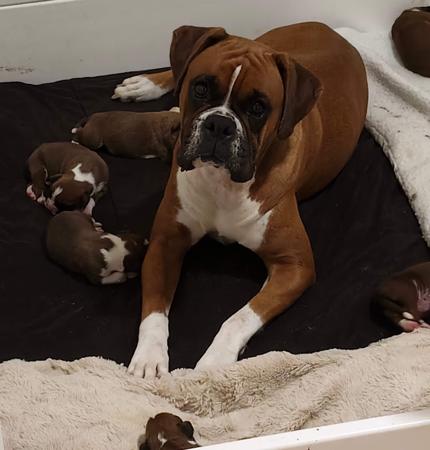 Boxer puppy for sale by MCBOXA