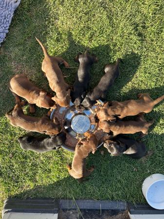 Dachshund (Miniature Smooth Haired) puppy for sale by SOLTAE