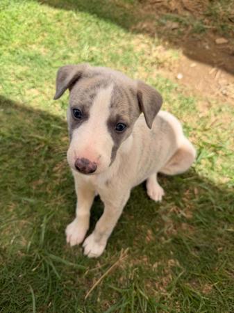 Whippet puppy for sale by SOLTAE