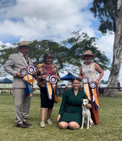 Whippet for sale by SOLTAE