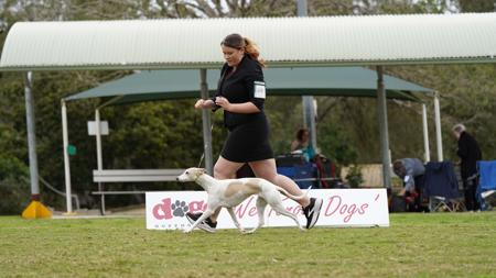 Whippet for sale by SOLTAE