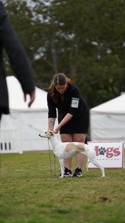 Whippet for sale by SOLTAE