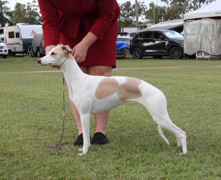 Whippet for sale by SOLTAE