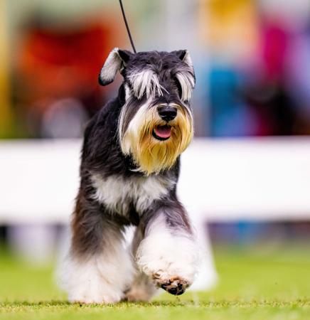 Schnauzer (Miniature) for sale by SALTYFLATS