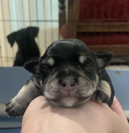 Schnauzer (Miniature) for sale by SALTYFLATS