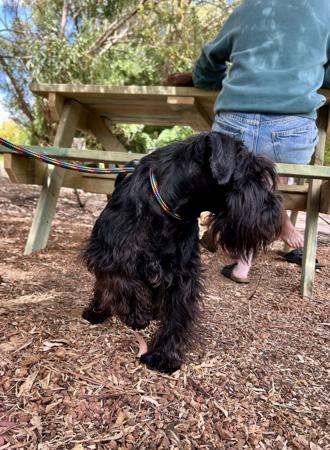 Schnauzer (Miniature) for sale by SALTYFLATS