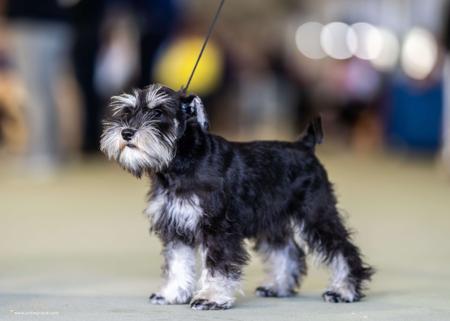 Schnauzer (Miniature) for sale by SALTYFLATS