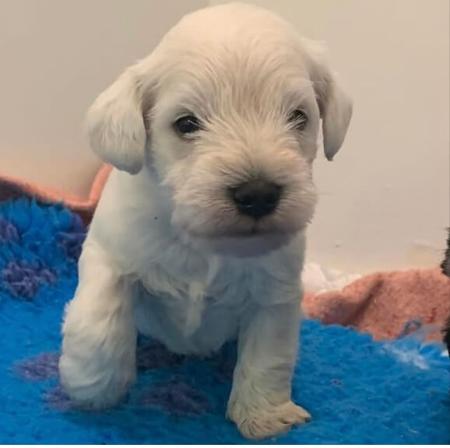 Schnauzer (Miniature) for sale by SALTYFLATS