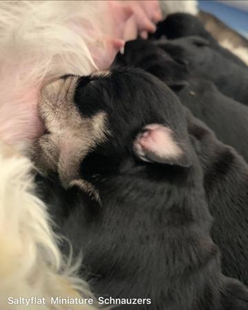 Schnauzer (Miniature) for sale by SALTYFLATS