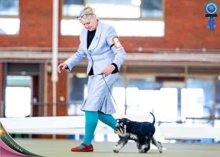 Schnauzer (Miniature) for sale by SALTYFLATS