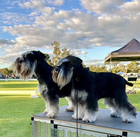 Schnauzer (Miniature) for sale by SALTYFLATS