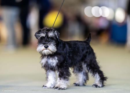 Schnauzer (Miniature) for sale by SALTYFLATS