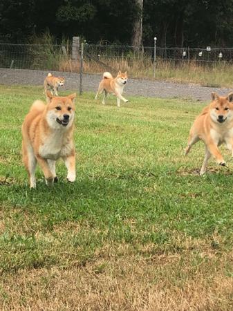 Shiba Inu for sale by MIKENWA