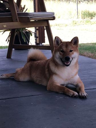 Shiba Inu for sale by MIKENWA