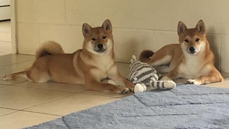 Shiba Inu for sale by MIKENWA