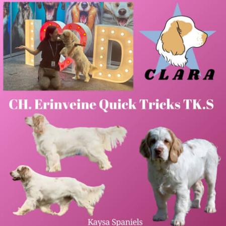Clumber Spaniel for sale by PROUDPAWS