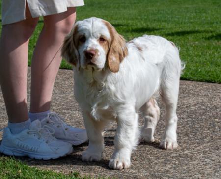 Clumber Spaniel for sale by PROUDPAWS