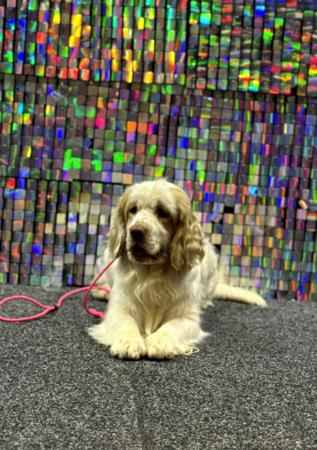 Clumber Spaniel for sale by PROUDPAWS