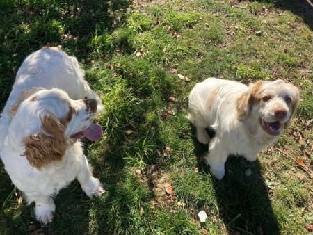 Clumber Spaniel for sale by PROUDPAWS