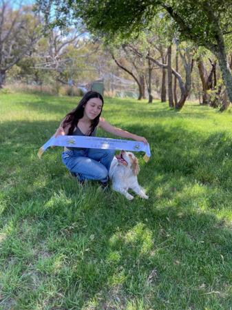 Clumber Spaniel for sale by PROUDPAWS