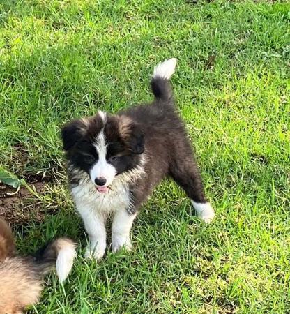 Border Collie puppy for sale by SHERMICH