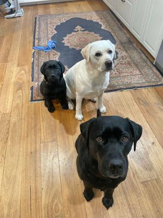 Labrador Retriever for sale by PENGELLO