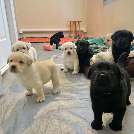Labrador Retriever for sale by PENGELLO