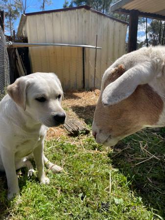 Labrador Retriever for sale by PENGELLO