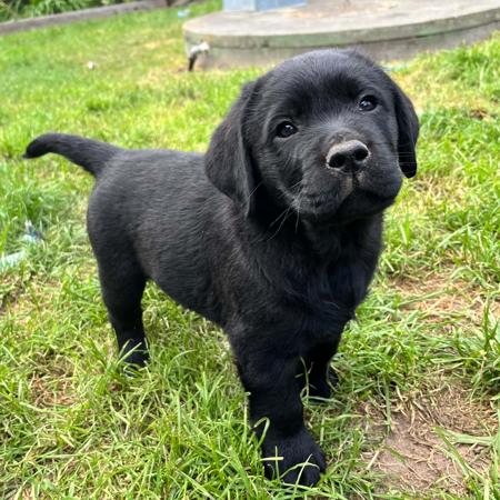 Labrador Retriever for sale by PENGELLO