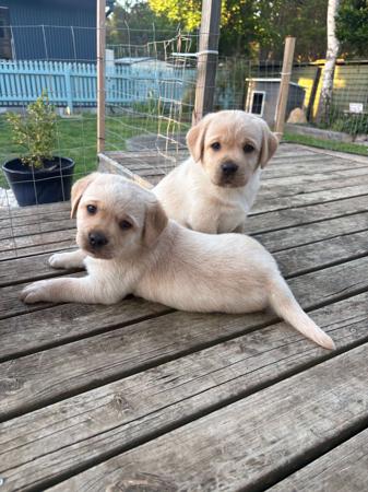 Labrador Retriever for sale by PENGELLO