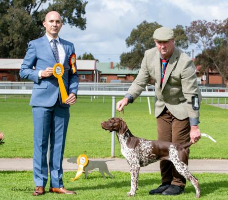 German Shorthaired Pointer for sale by EDELJAGER
