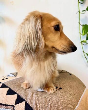 Dachshund (Miniature Long Haired) for sale by HANDM