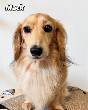 Dachshund (Miniature Long Haired) for sale by HANDM