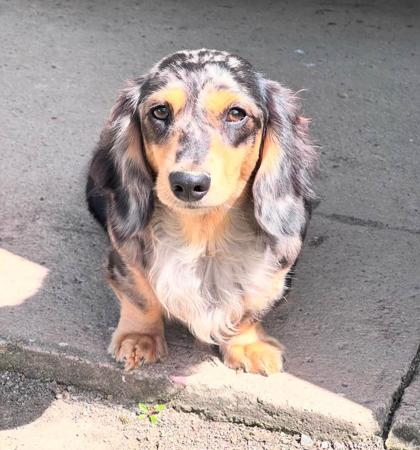 Dachshund (Miniature Long Haired) for sale by TIANADAY