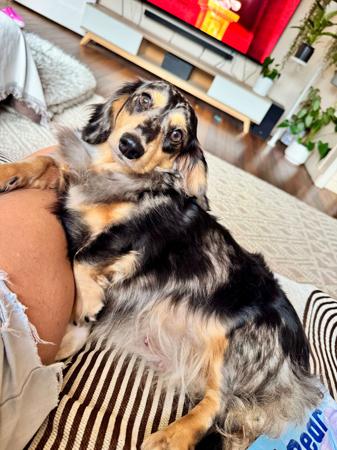 Dachshund (Miniature Long Haired) for sale by HANDM