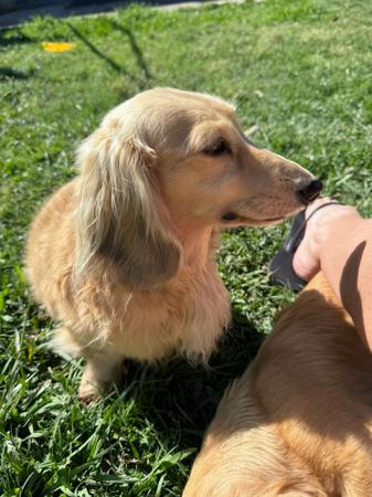 Dachshund (Miniature Long Haired) for sale by HANDM