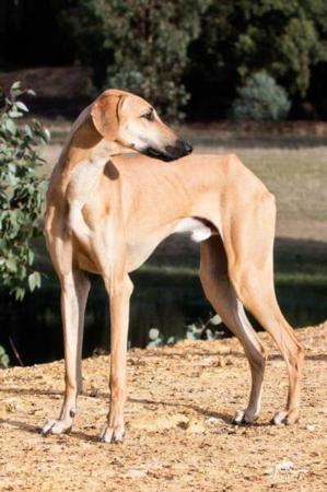 Sloughi for sale by GRANTULLA