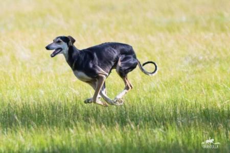 Sloughi for sale by GRANTULLA