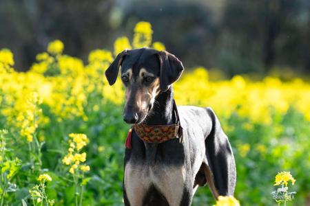 Sloughi for sale by GRANTULLA