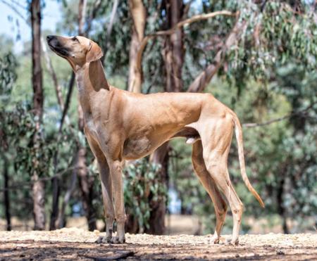 Sloughi for sale by GRANTULLA