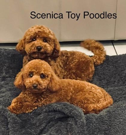 Poodle (Toy) for sale by SCENICATOYPOODLES