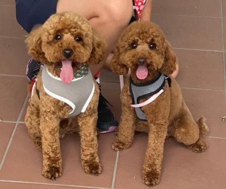 Poodle (Toy) for sale by SCENICA