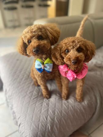 Poodle (Toy) for sale by SCENICA