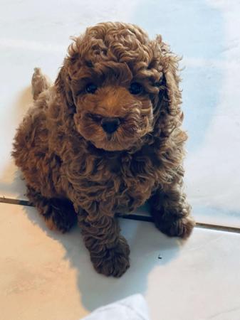 Poodle (Toy) for sale by SCENICA