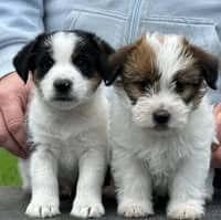 Jack Russell Terrier puppy for sale by RHAEGAL