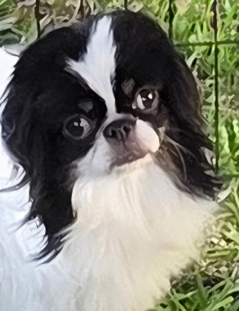 Japanese Chin dog for sale by ALWOOD