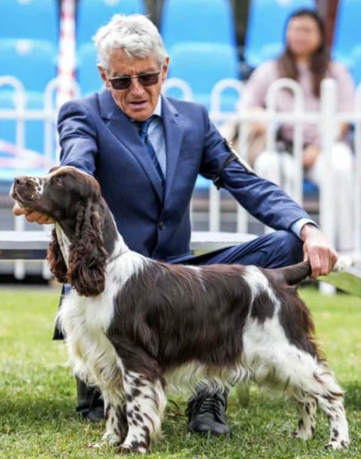 Aust Ch Wytcher Courting Stardust To Rowemaris SPRD English Springer ...