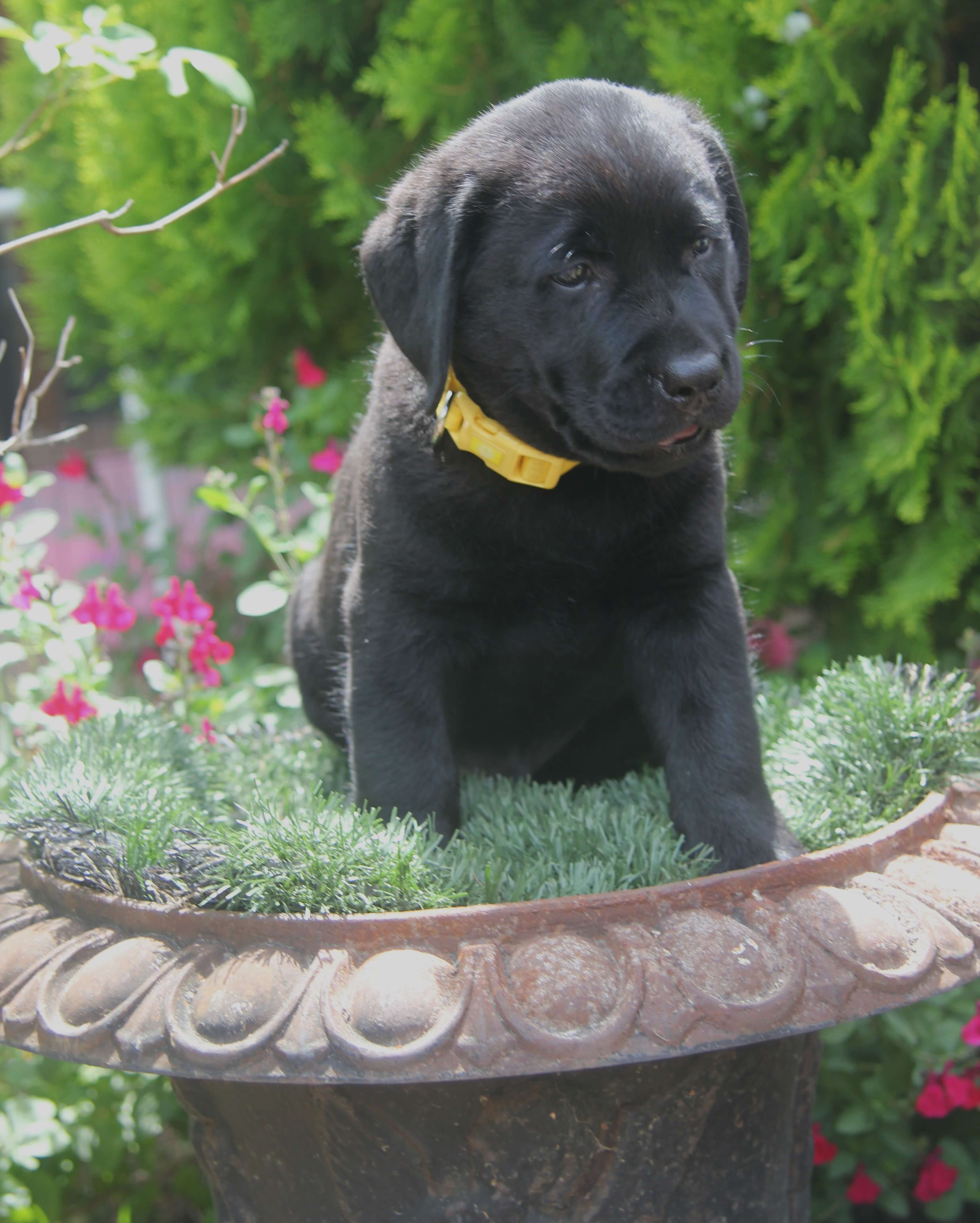 Aust Ch Cigwn Believe in Magic Labrador Retriever - Owned by E Thomas ...